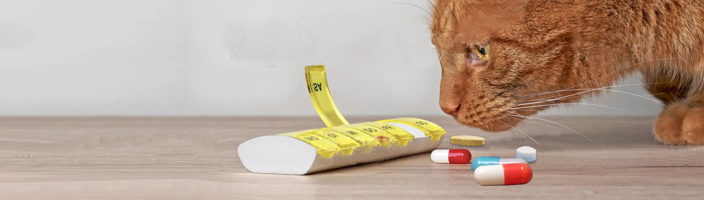 Comprehensive pet perscriptions ensure your pet receives the medicines they need.